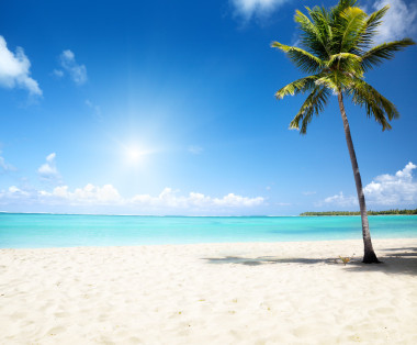 海和椰子棕櫚圖片