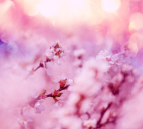 樱桃开花