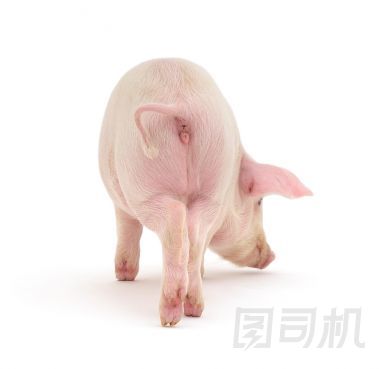 關(guān)于白豬