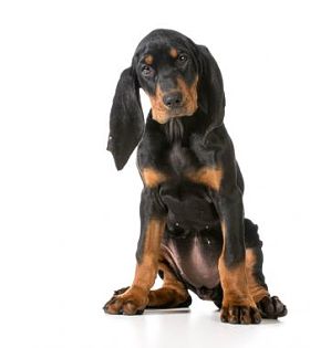 黑色和棕色浣熊图片