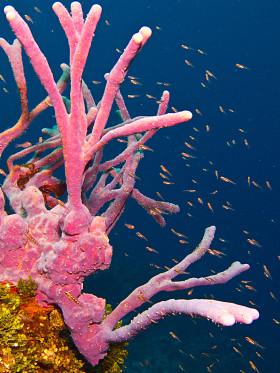 珊瑚礁戏剧印成图片