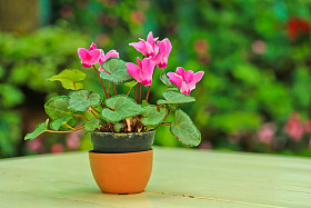 仙客来鲜花图片