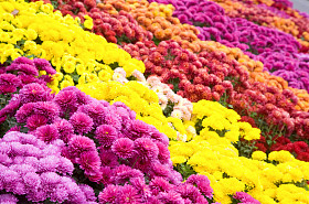菊花花坏