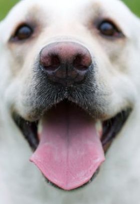 拉布拉多犬