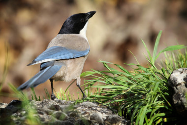 喜鵲 （灰喜鵲)