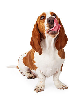 短腿猎犬抬头舔嘴唇照片