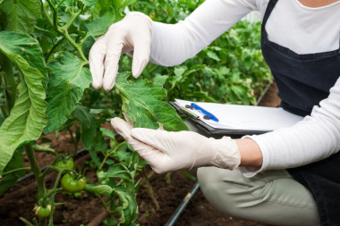 園藝技師檢查溫室植物照片