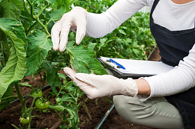 园艺技师检查温室植物照片