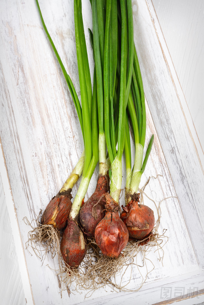 新鮮的蔥