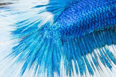 斗魚，暹羅斗魚 skine 紋理