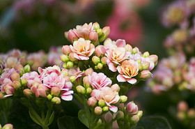 在花园里的花盆里五颜六色鲜花