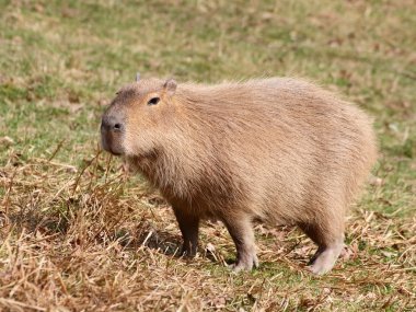 capibara 在草地上