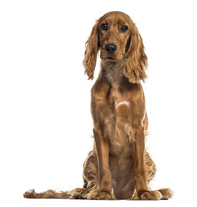 英国可卡犬坐 (7 个月大)