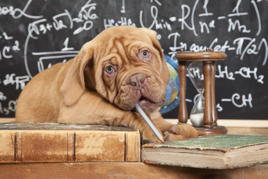 法国獒犬的小狗和堆书