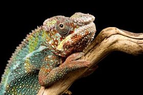 只 panther 变色龙 （furcifer 中)
