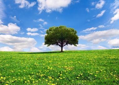 美麗的春天風(fēng)景照片