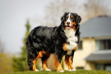 bernese 山狗图片