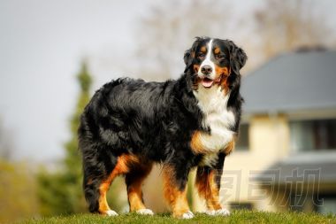 bernese 山狗圖片