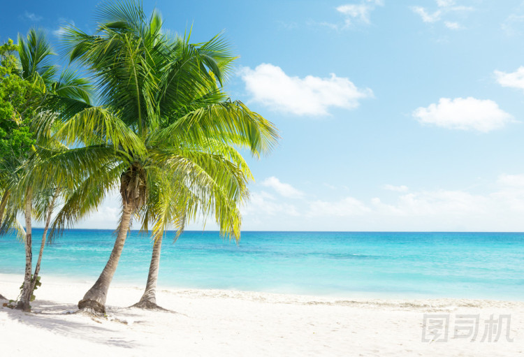 加勒比海和椰子樹