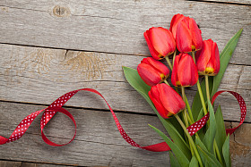 用丝带新鲜红色郁金香图片