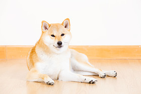 日本 shiba inu 狗
