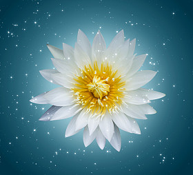 莲花