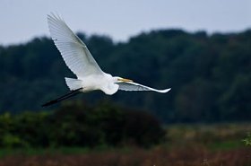 大白鹭飞过沼泽图片