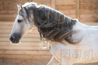安達(dá)盧西亞白馬畫像在室內(nèi)運(yùn)動(dòng)