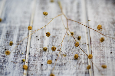 木制的桌子上開花后的亞麻照片