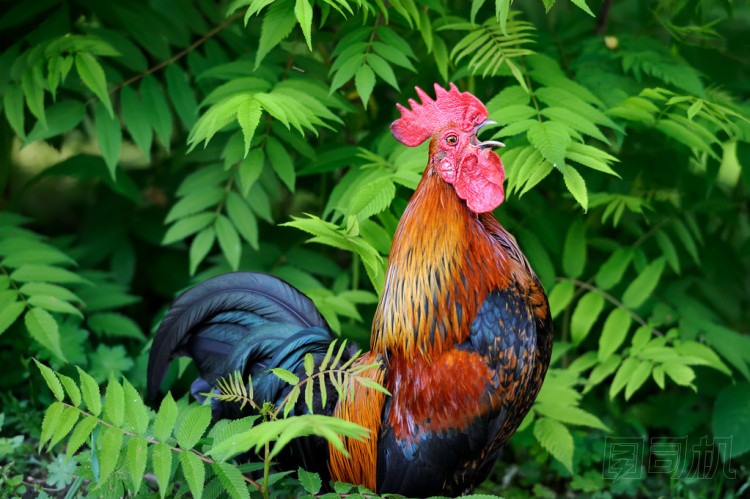 美麗的公雞自然背景上圖片