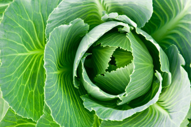 白菜頭