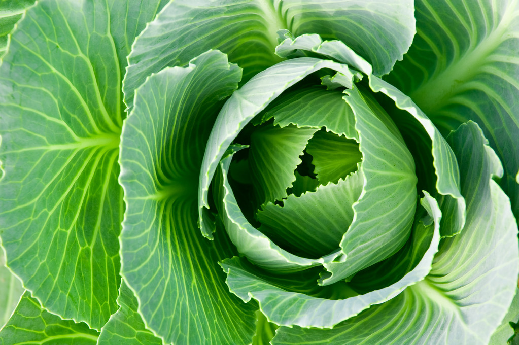 白菜头