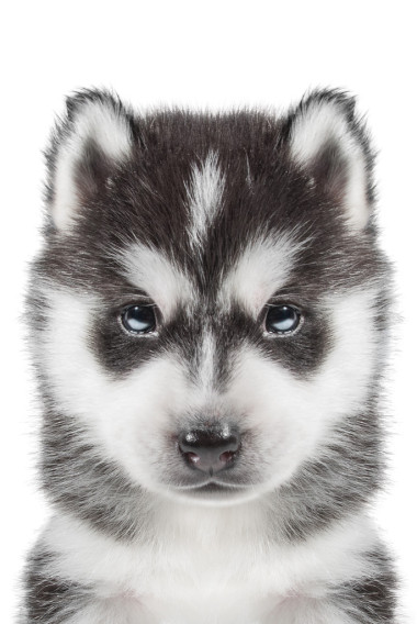 小狗的画像-赫斯基图片