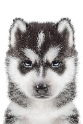 小狗的画像-赫斯基图片