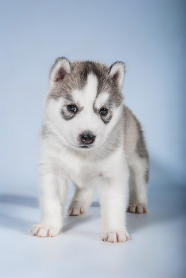 小狗的畫像-赫斯基圖片