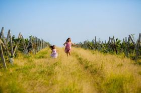 在葡萄园的孩子图片