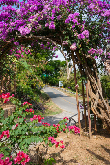 拱的紫色的花圖片