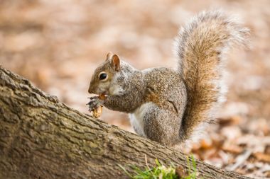 灰色松鼠吃坚果图片