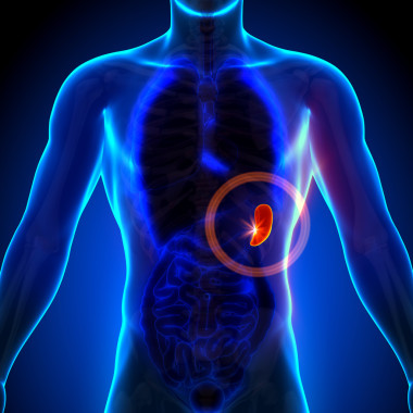 脾-男性解剖人體器官-x 射線視圖