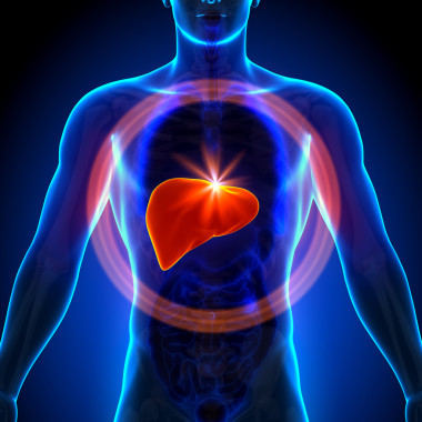 肝臟-男性解剖人體器官-x 射線視圖