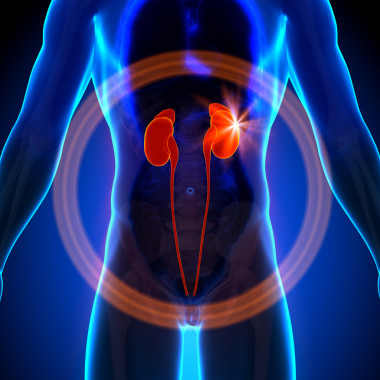 腎臟男性解剖人體器官 x 射線視圖