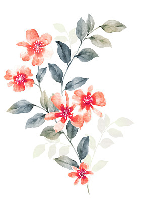 水彩插图花照片