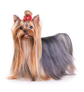 约克夏犬图片