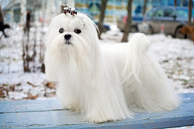 马尔济斯犬