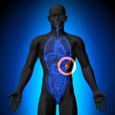 脾-男性解剖人體器官-x 射線視圖