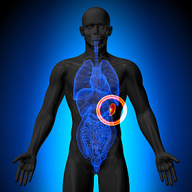 脾-男性解剖人体器官-x 射线视图