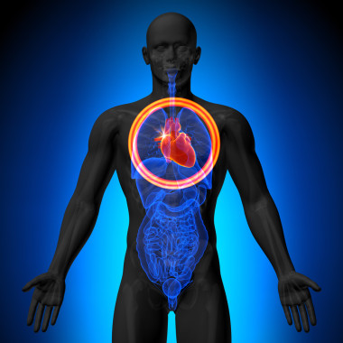 心-男性解剖人體器官-x 射線視圖