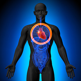 心-男性解剖人体器官-x 射线视图