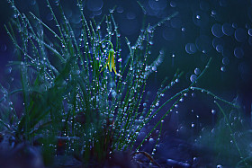 草与水露水