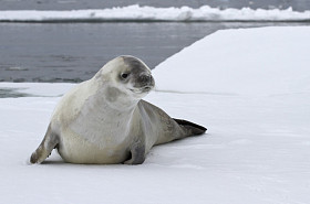 鳕鱼密封在南极海域的浮冰上图片